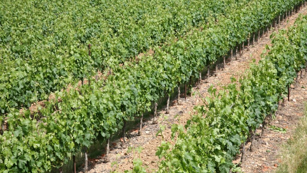 pellenc wire lifting vineyard equipment for sale