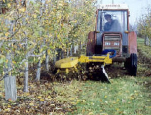 Single sided Orchard Sadie